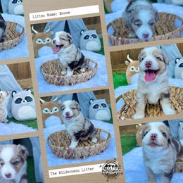 "Issac" Australian Shepherd and Miniature Australian Shepherd Puppies from Integrity Aussies Tx