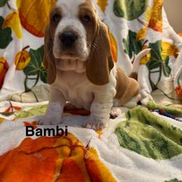 Bambi - Red and white female Basset Hound puppy in Ringling, Oklahoma from BnL Bassets
