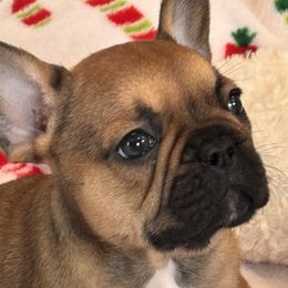 Boy 1 - Fawn male French Bulldog puppy in Litchfield, Ohio from Rock N’ Roll Frenchies