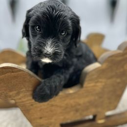 Coraline - Black and white female Sheepadoodle puppy in Thornville, Ohio from Four Front Doodles & Friends