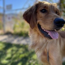 Kailua - Golden Retriever