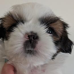 Shih Tzus from Jenny Switzer