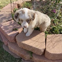 Miniature Australian Shepherd Puppies from Bar C Aussies