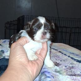 Boy 3 - Liver and white male Shih Tzu puppy in Birmingham, Alabama from K&D kennels