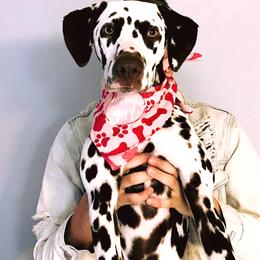 Dalmatian Puppies from Snow Dalmatians