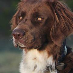 Drentsche Patrijshonds from Upland Hunter