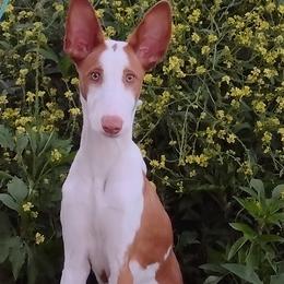 Ibizan Hound Puppies from AirO'Doe Ibizans