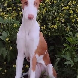 Ibizan Hound Puppies from AirO'Doe Ibizans