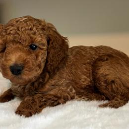 Enzo - Red  male Poodle puppy in Nixa, Missouri from Foxtrot Farm Poodles