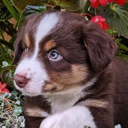 Miniature American Shepherds from Providence Kennels