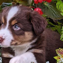 Miniature American Shepherds from Providence Kennels