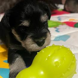 Cheyenne - Black female Miniature Schnauzer puppy in Carriere, Mississippi from Sassy Schnauzers