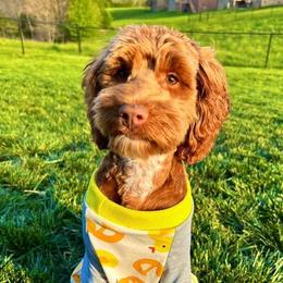 Mav - Goldendoodle