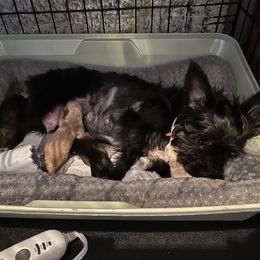 Yorkipoo puppies from Bayless Yorkiepoos