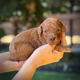 Yellow Collar Girl - Red  female Poodle puppy in Modesto, California from Dry Creek Poodles