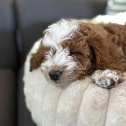 Cavapoo and Dachshund Puppies from Barnyard Dachshunds, Dals & Doodles