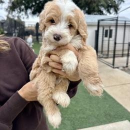 Cedar - Sable male Bernedoodle puppy in Yuba City, California from Ranch House Doodles