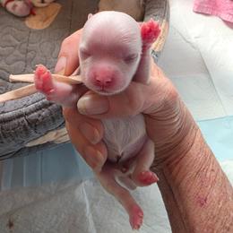 Pearl - White female Maltese puppy in Wittmann, Arizona from Marlees Puppies 1
