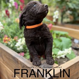 Goldendoodle Puppies from O’Doodle Clan Goldendoodles