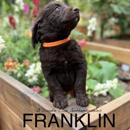 Goldendoodle Puppies from O’Doodle Clan Goldendoodles