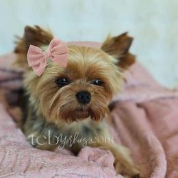 Penelope - Yorkshire Terrier