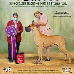 Cuervo - Great Dane