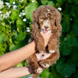 Harry Potter - male Golden Mountain Doodle puppy in Murray, Utah from Good Looking Dogs
