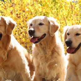 Golden Retrievers from Lookout Golden Retrievers
