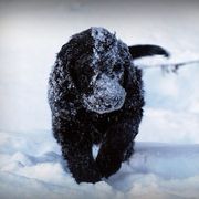 Flat-Coated Retriever Puppies from ArcticWyns