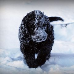 Flat-Coated Retriever Puppies from ArcticWyns