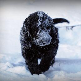Flat-Coated Retriever Puppies from ArcticWyns