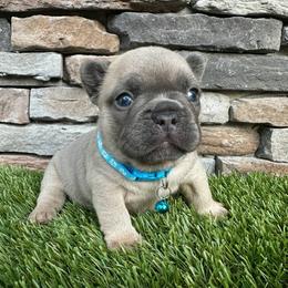 Boy 2 - Blue male French Bulldog puppy in Jacksonville, Florida from Jacksonville Frenchies