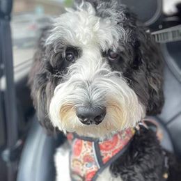 Betsy - Bernedoodle