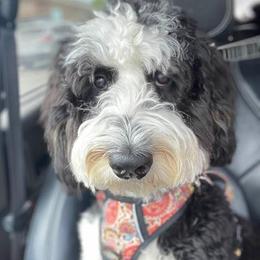 Betsy - Bernedoodle