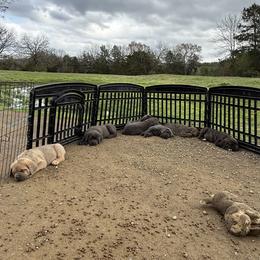 Cane Corso Puppies from Venom Cane Corsos