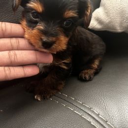 Boy 1 - Black and tan male Yorkshire Terrier puppy in Ocala, Florida from Top Notch Pupz