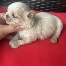 Boy 2 - Cream and white male Shih Tzu puppy in Lakeland, Florida from Sunshine Shih Tzus