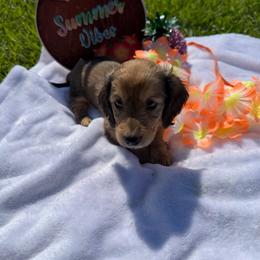 Orange collar male - Red male Dachshund puppy in Pleasant Plains, Arkansas from JGBs Silver Spur Dachshunds