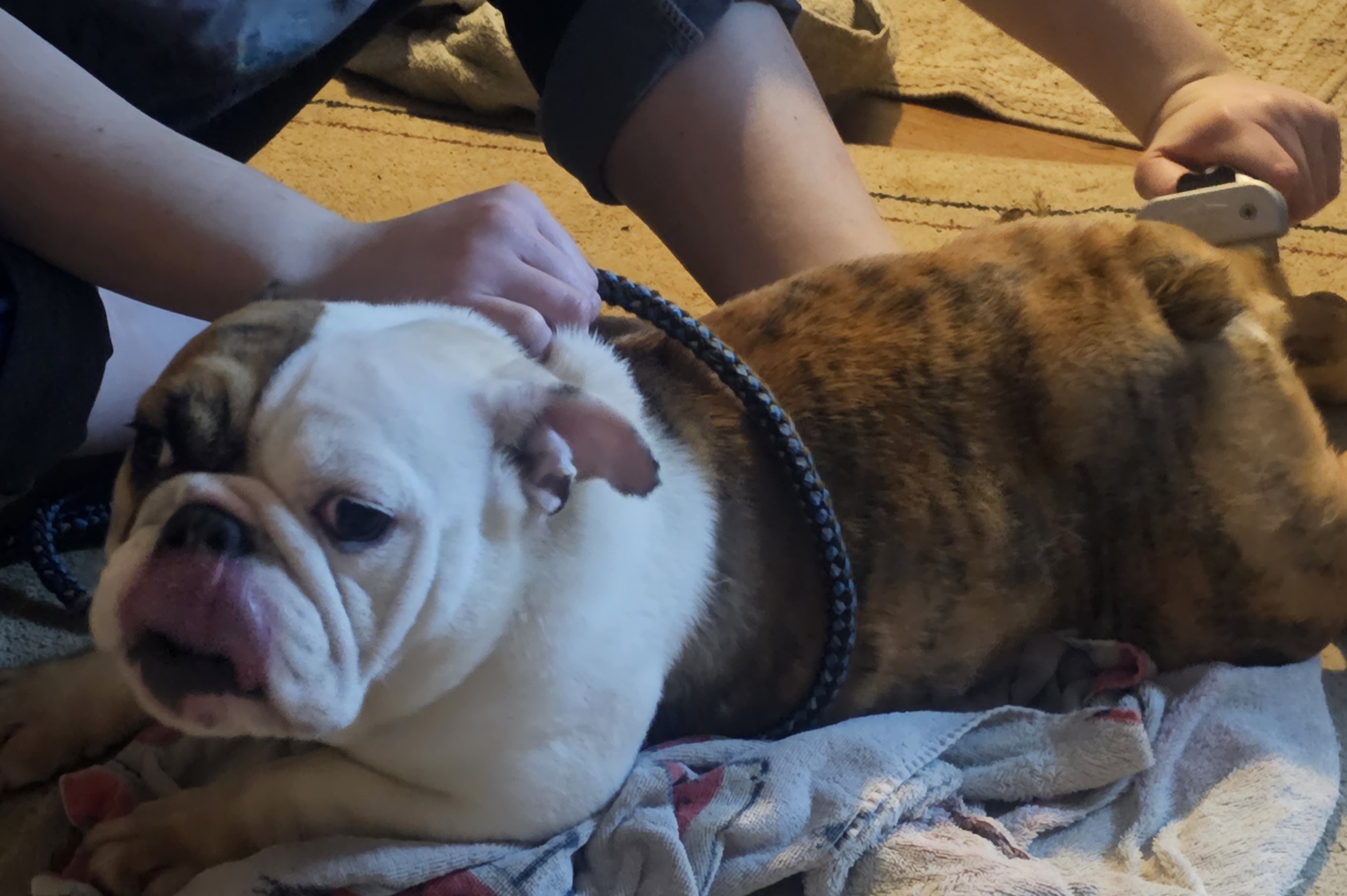Bulldogs and Labrador Retrievers from Stout's Hunting Labs and trsbullies