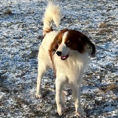 Keeper - Nederlandse Kooikerhondje