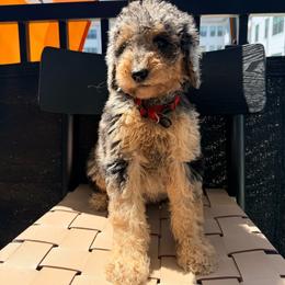 Saudi Arabia - Merle female Goldendoodle puppy in Houston, Texas from Were The Mack'Doodles