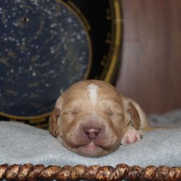 Aurora - Gold female Australian Cobberdog puppy in Bellingham, Minnesota from Whispering Prairie Australian Cobberdog