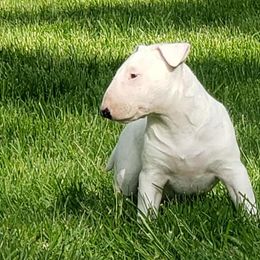 Bull Terriers and Miniature Bull Terriers from St George BTs and Omega MBTs