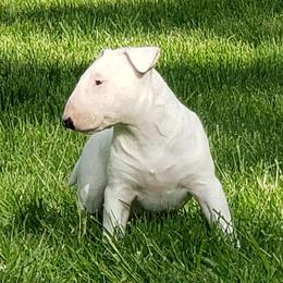 Bull Terriers and Miniature Bull Terriers from St George BTs and Omega MBTs