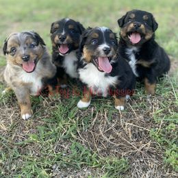 Toy Australian Shepherd puppies from K3 Toy and Miniature Australian Shepherds