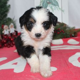 Carmen - Black tri-color female Aussiedoodle puppy in Tuscola, Illinois from Dream on puppies
