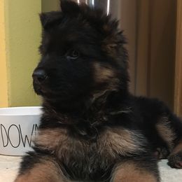 German Shepherd Puppies from Wataha Shepherds