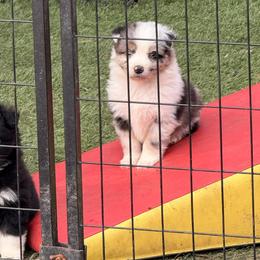 Finn - Blue merle male Australian Shepherd puppy in Placerville, California from BFF Aussies