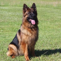 German Shepherd All Grown Up from Haus Wesmiller