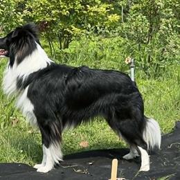 Old Time Scotch Collies and Scottish Collies from Sgàil Scottish Collies